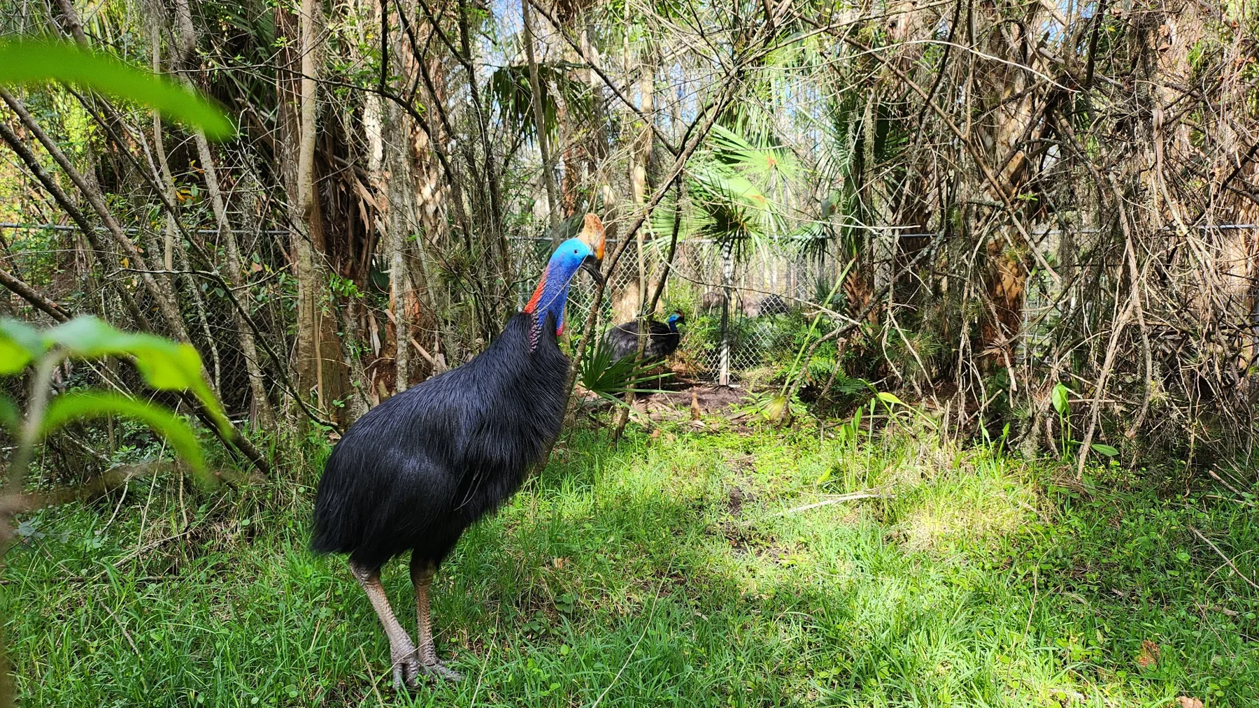 Support the Mission at Cassowary Conservancy of North America