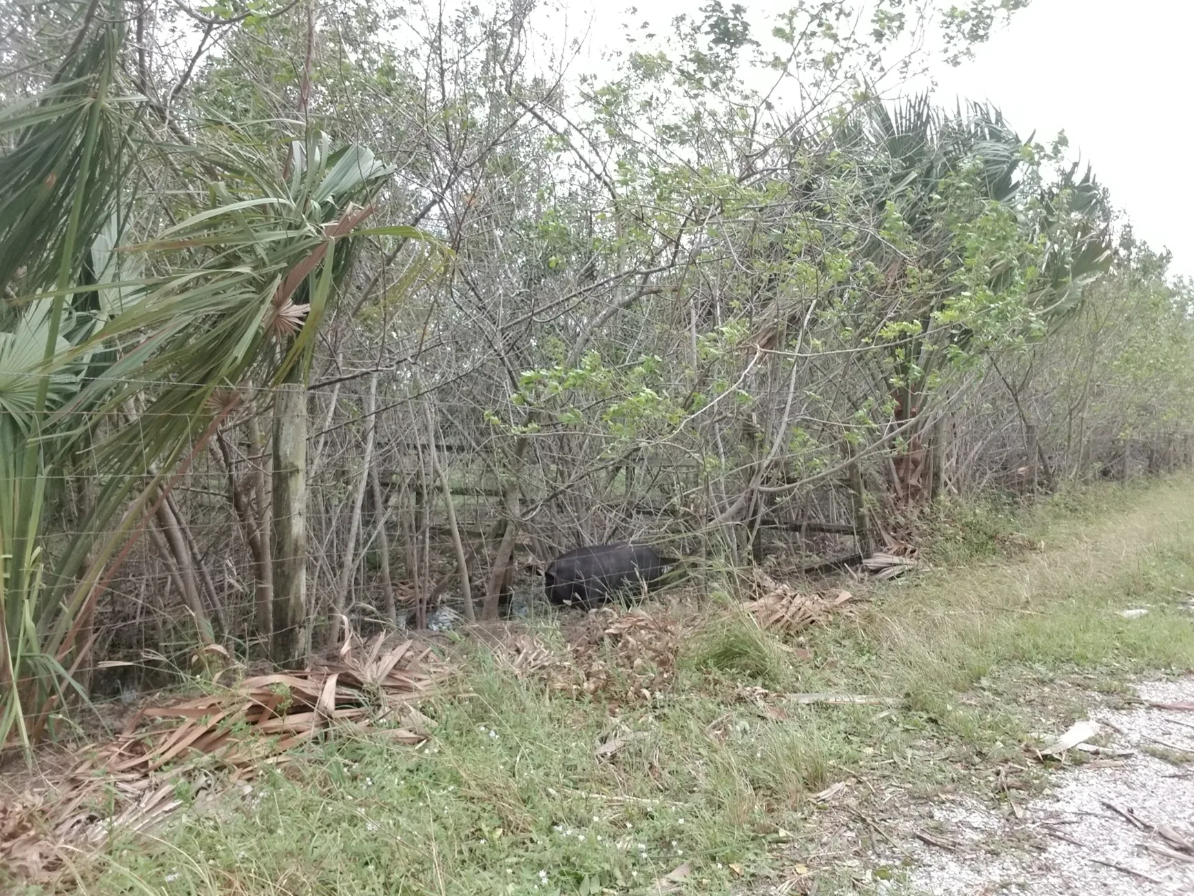 Facility Safety Is Conservation Work at Cassowary Conservancy of North America