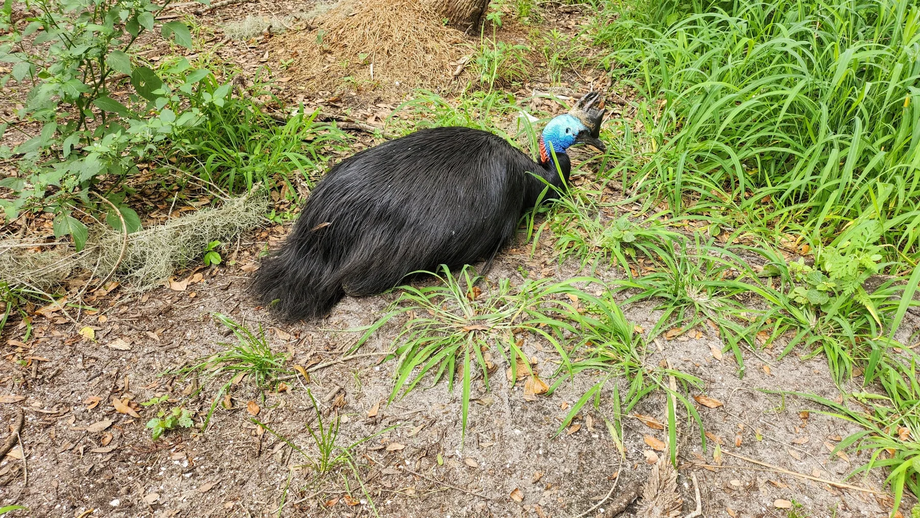 Follow the Conservancy at Cassowary Conservancy of North America