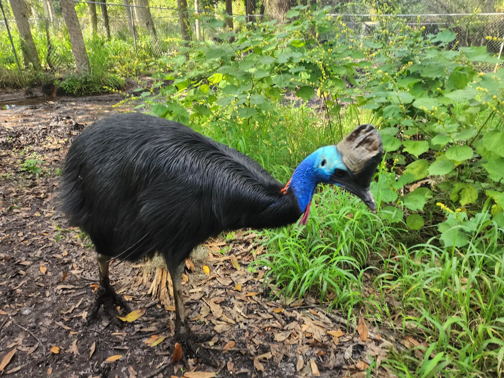 Get in Touch at Cassowary Conservancy of North America