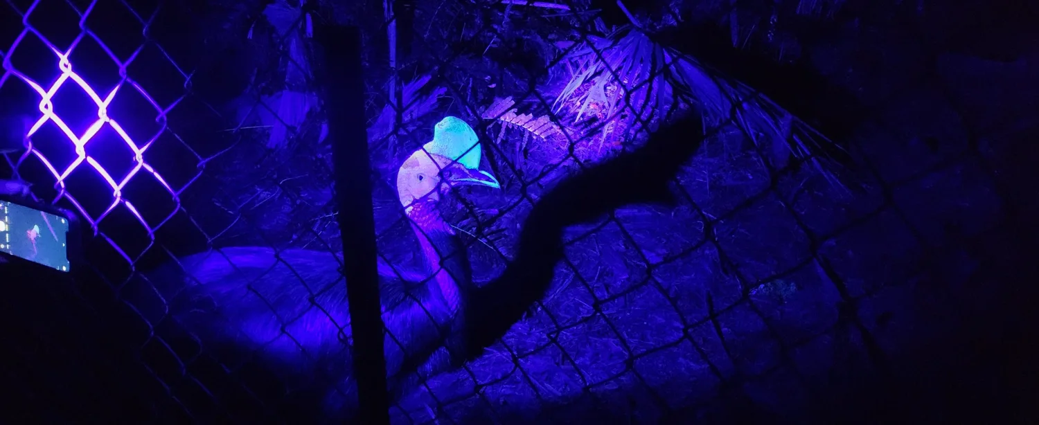 Cassowary under ultraviolet illumination for scientific observation