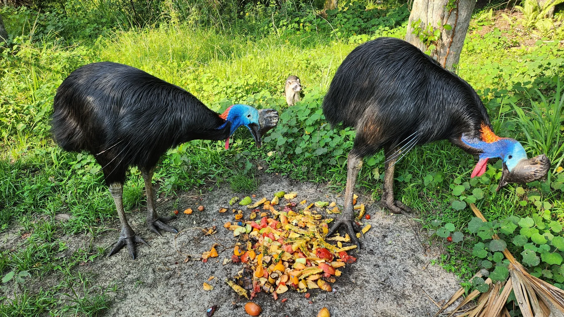 A Conservancy With a Practical Mission at Cassowary Conservancy of North America