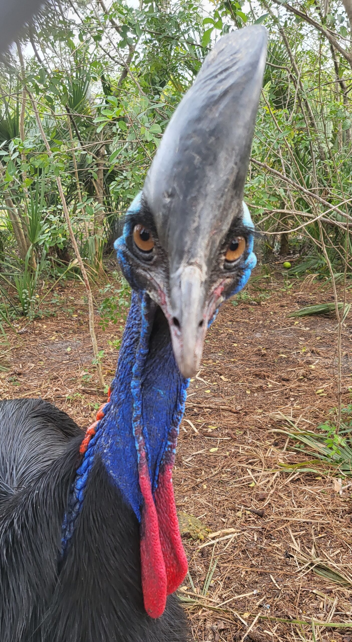 Home - Cassowary Conservancy